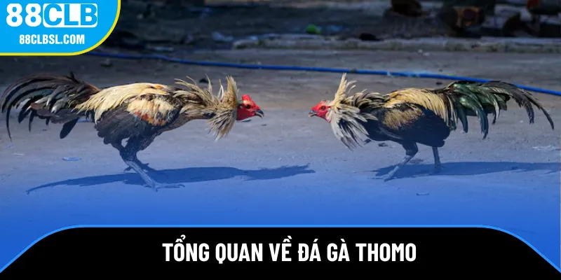 Tổng quan về đá gà Thomo